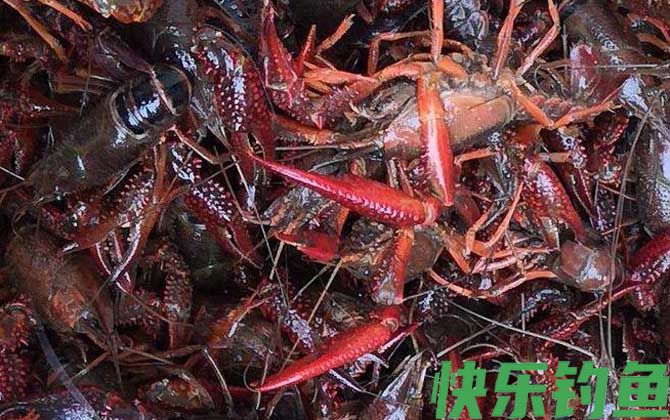 一斤小龙虾大概有多少只(图4)