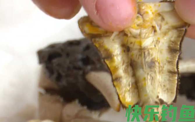 螃蟹六不吃是哪六不吃(图6)