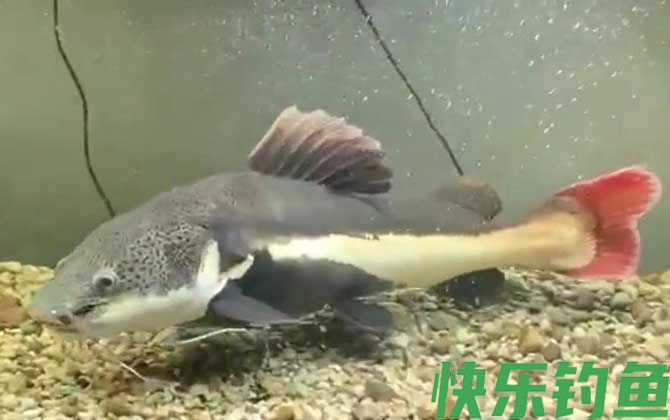 招财猫鱼可以冷水养吗(图1)