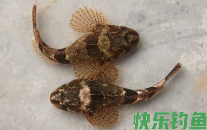 松江鲈鱼是什么鱼(图1)