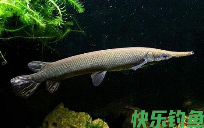 鳄雀鳝是什么鱼(图1)