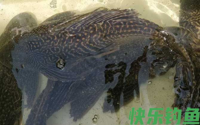 清道夫鱼吃什么食物(图4)