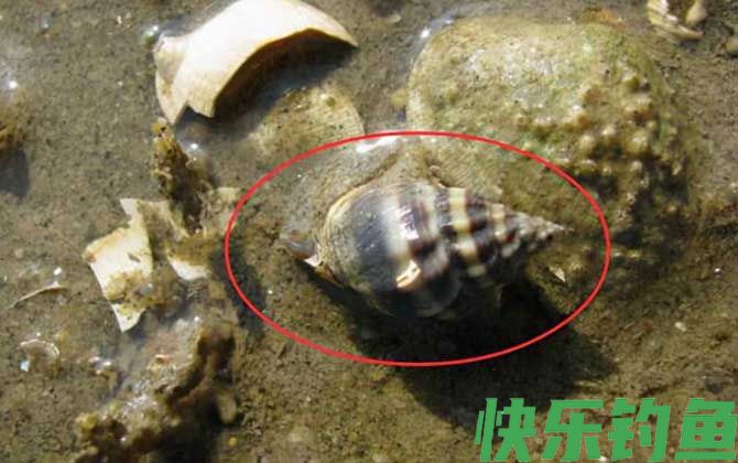 乌螺是什么螺(图1)