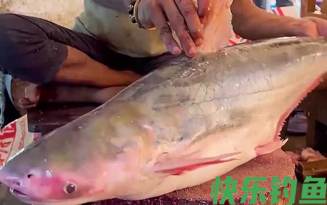 巴沙鱼价格多少钱一斤(图2) 巴沙鱼价格多少钱一斤(图2)