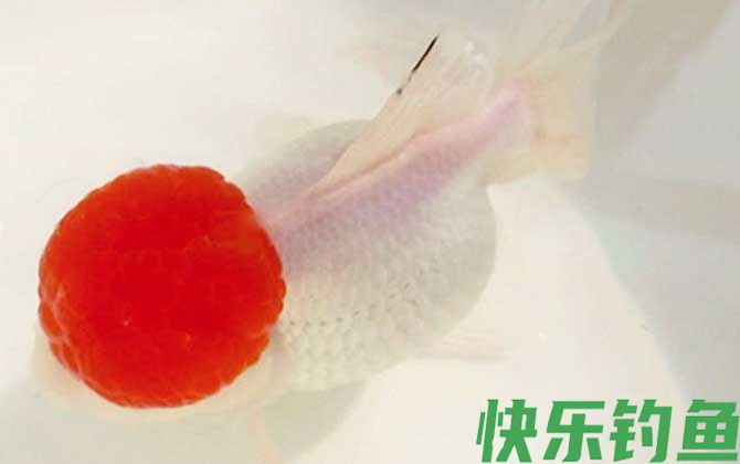 鹤顶红金鱼是什么鱼(图2)